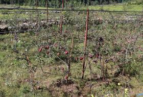 तिलामा असिनापानीले स्याउ बगैँमाचामा क्षति